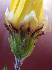 Ursinia trifida