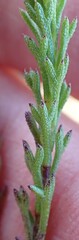 Ursinia trifida