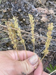 Veronica prostrata