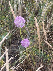 Allium cretaceum