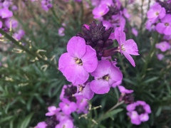 Erysimum linifolium