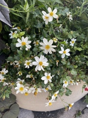 Tripleurospermum inodorum