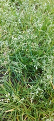 Poa annua
