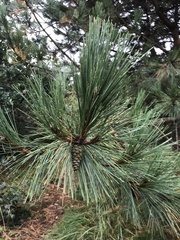 Pinus