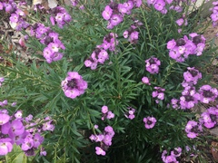 Erysimum linifolium