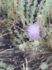 Centaurea