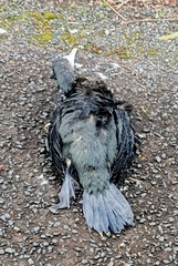 Phalacrocorax sulcirostris