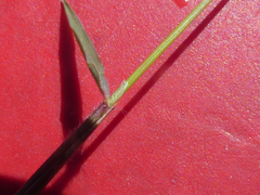 Anthoxanthum odoratum