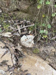 Laetiporus portentosus
