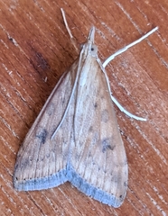 Udea ferrugalis