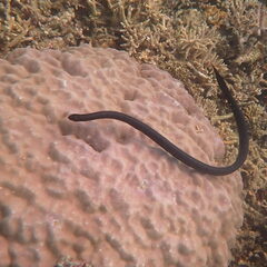 Emydocephalus annulatus