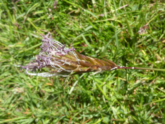 Anthoxanthum odoratum