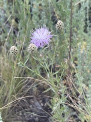 Centaurea