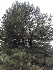 Pinus