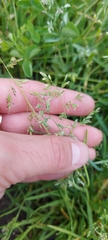 Poa annua