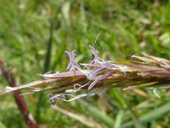 Anthoxanthum odoratum