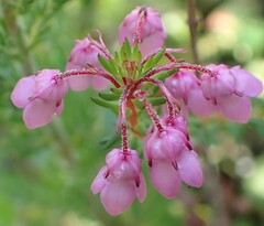 Erica cubica