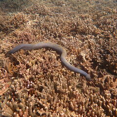 Emydocephalus annulatus