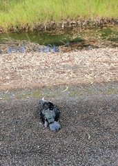 Phalacrocorax sulcirostris