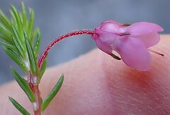 Erica cubica