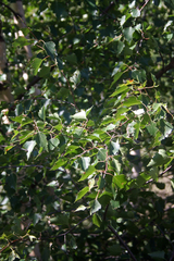 Betula pendula