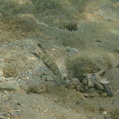 Cryptocentrus leptocephalus