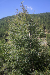 Betula pendula
