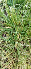 Poa annua