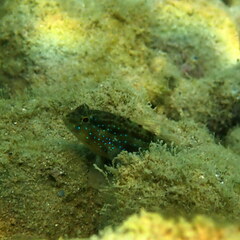 Asterropteryx semipunctata