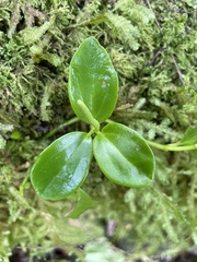 Peperomia