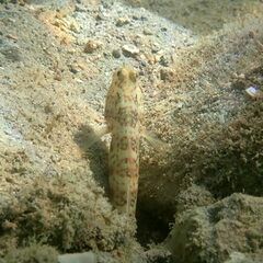 Cryptocentrus leptocephalus