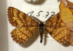 Ematurga atomaria