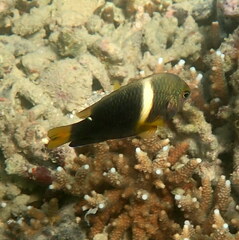 Chrysiptera biocellata