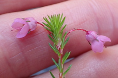 Erica cubica