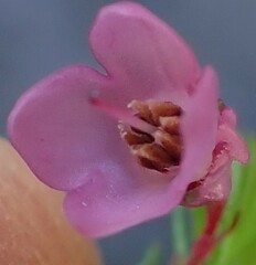 Erica cubica