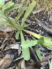 Brachyscome aculeata