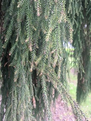 Dacrydium cupressinum