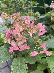 Hydrangea