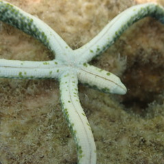 Linckia multifora