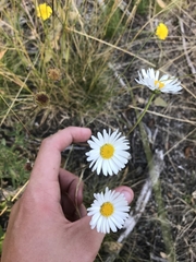 Brachyscome aculeata