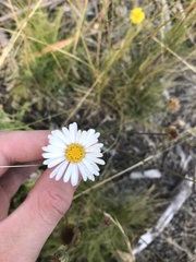 Brachyscome aculeata