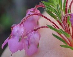 Erica cubica