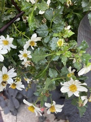 Tripleurospermum inodorum