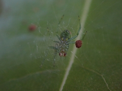 Araneus circulissparsus
