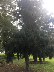 Dacrydium cupressinum