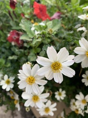 Asteraceae