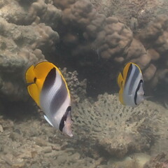 Chaetodon ulietensis