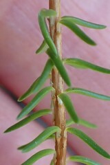 Erica cubica