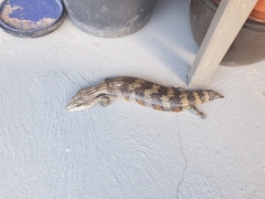 Tiliqua scincoides