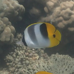 Chaetodon ulietensis